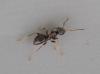 Lasius sp.
